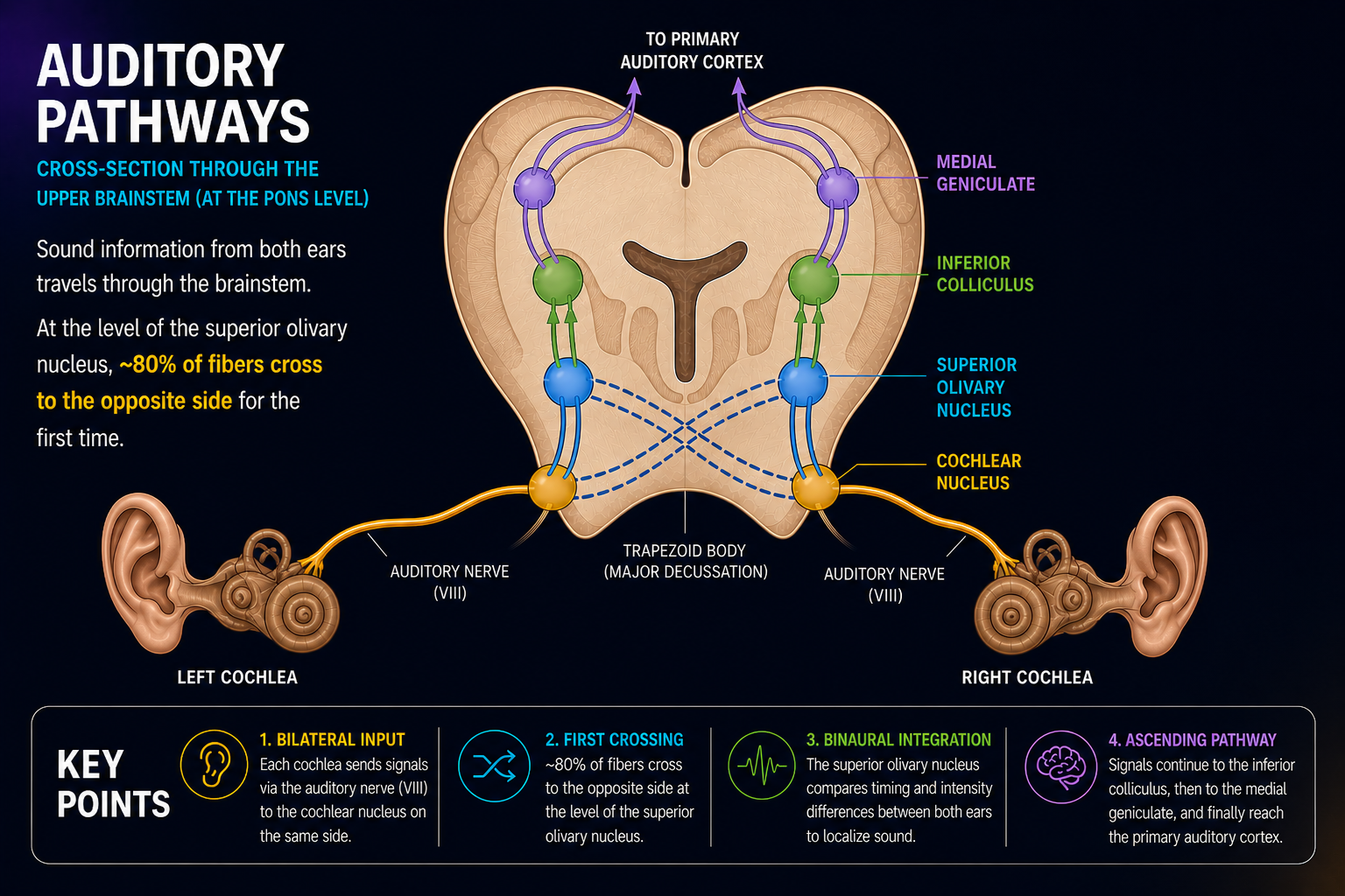 Auditory pathways infographic: cross-section of the upper brainstem showing the bilateral route from cochlea → cochlear nucleus → superior olivary nucleus → inferior colliculus → medial geniculate → primary auditory cortex